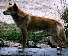 Dingo