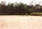 Return to Drinuimor New Guinea perilous journey Kilroy Was Here WWII War World War Legends, info Driniumor looking accross